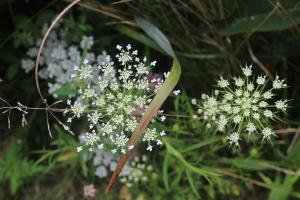 Capturing Nature...at the speed of light